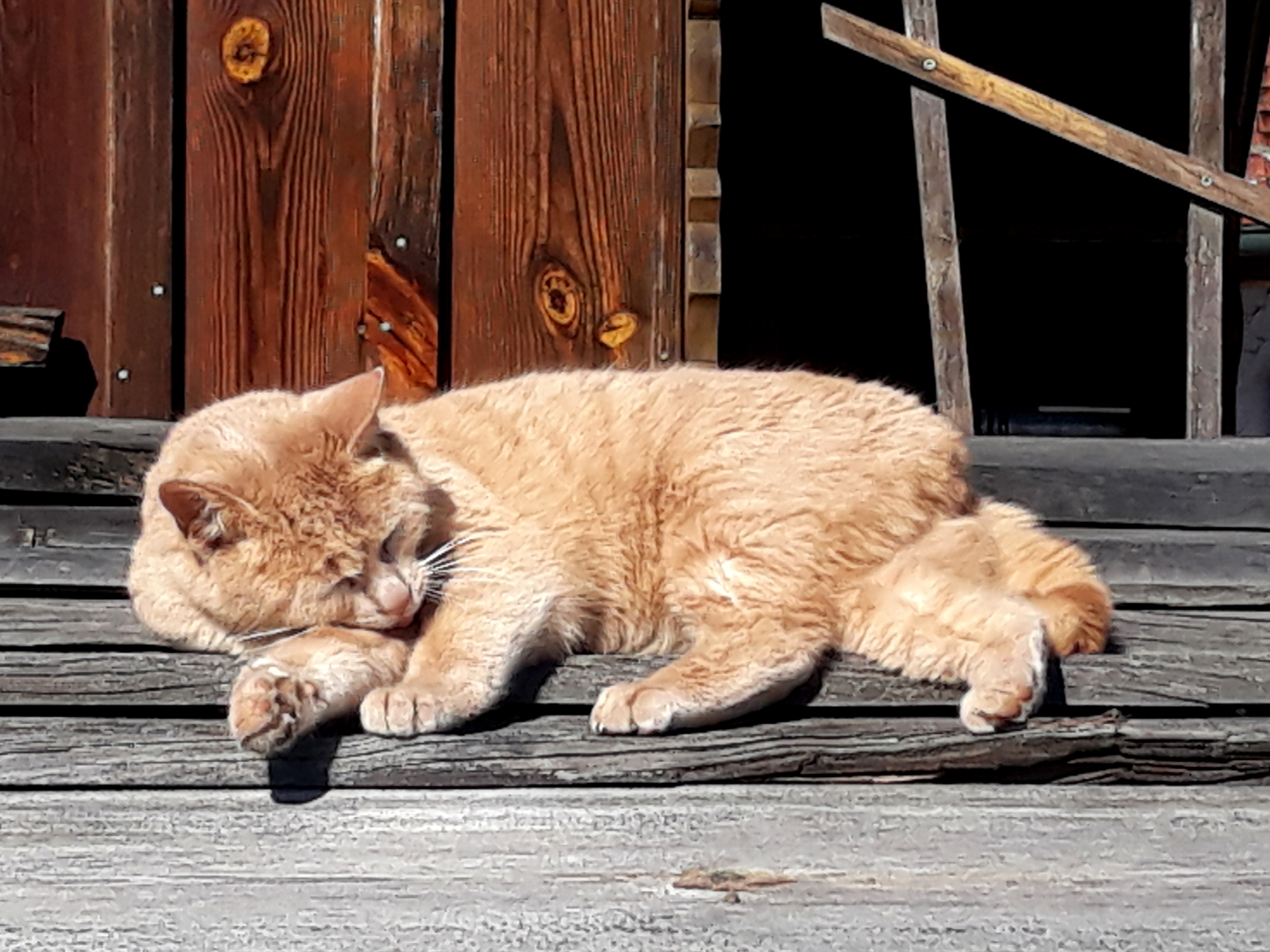 2 Woche Katze