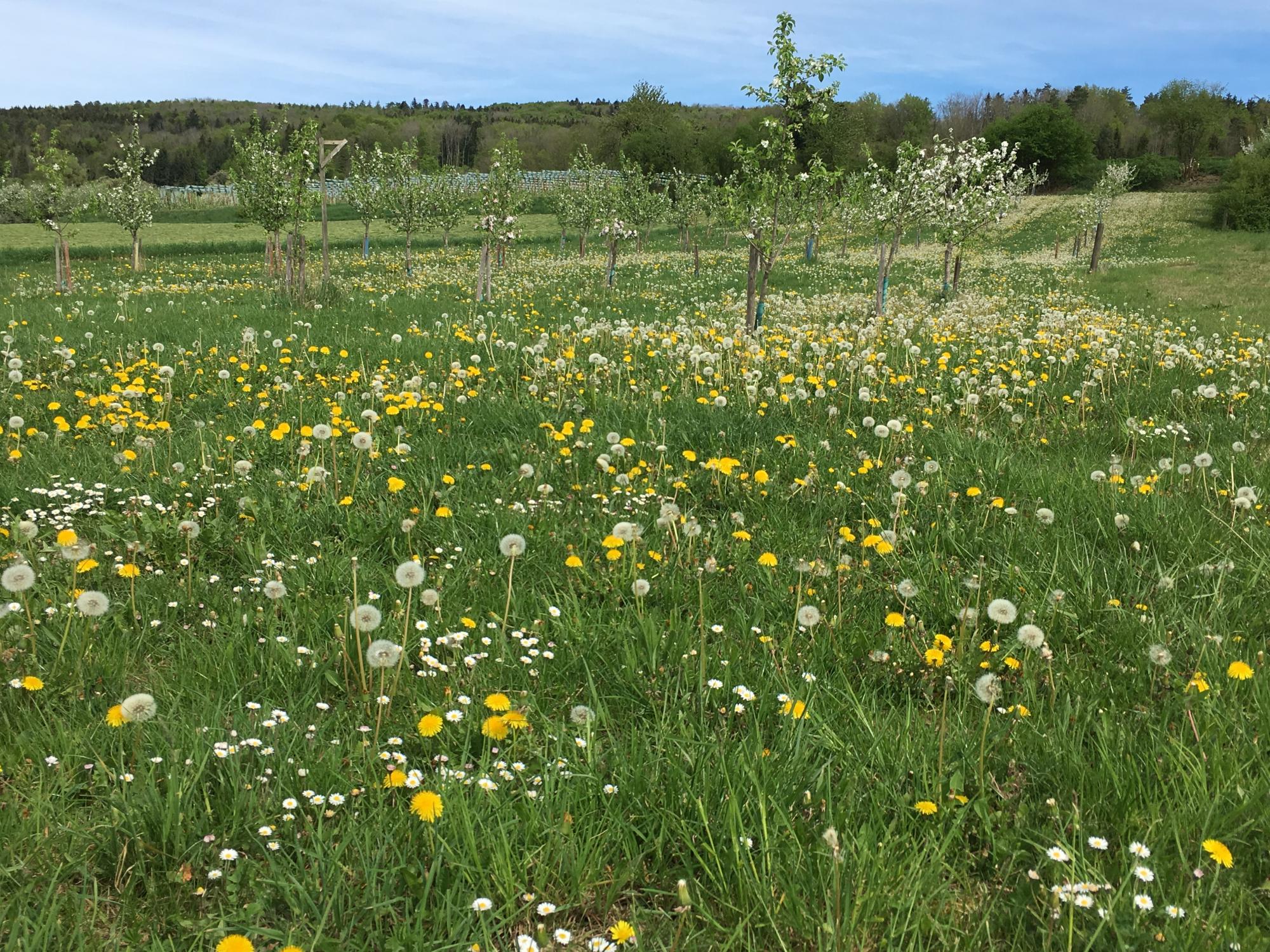 2019_News_Blumenwiese_Symbolbild_natur_laudato_si_ab