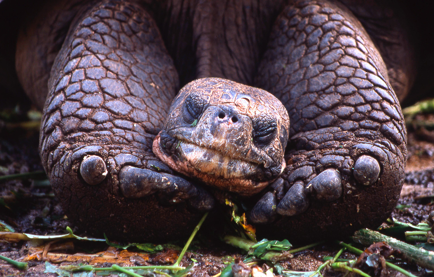 2024 01 08 pb alb schildkroete