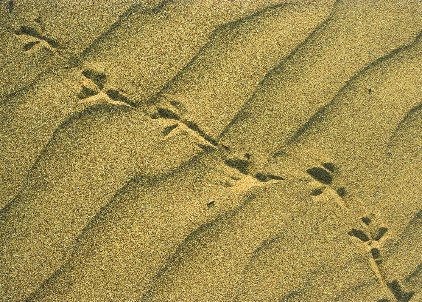 2024 02 05 pb alb tierspur im sand