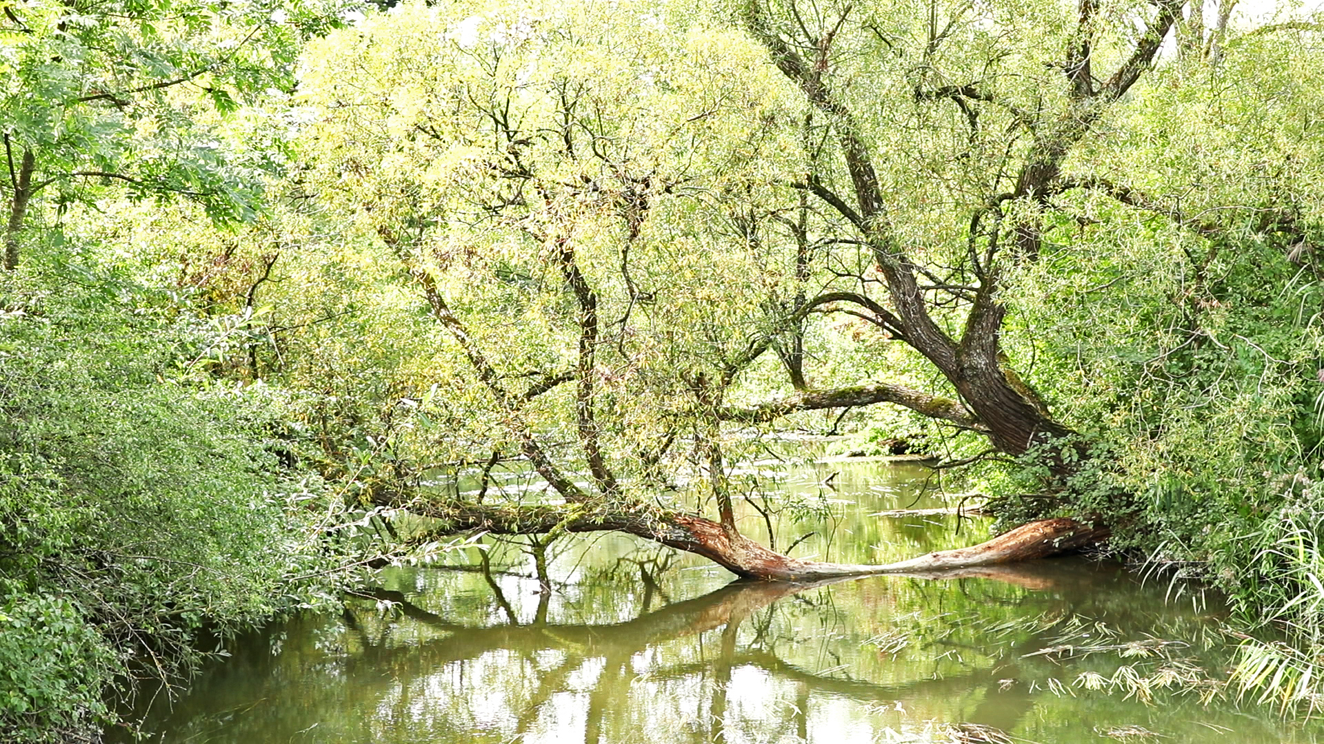 Donau Auen Naturschutzgebiet