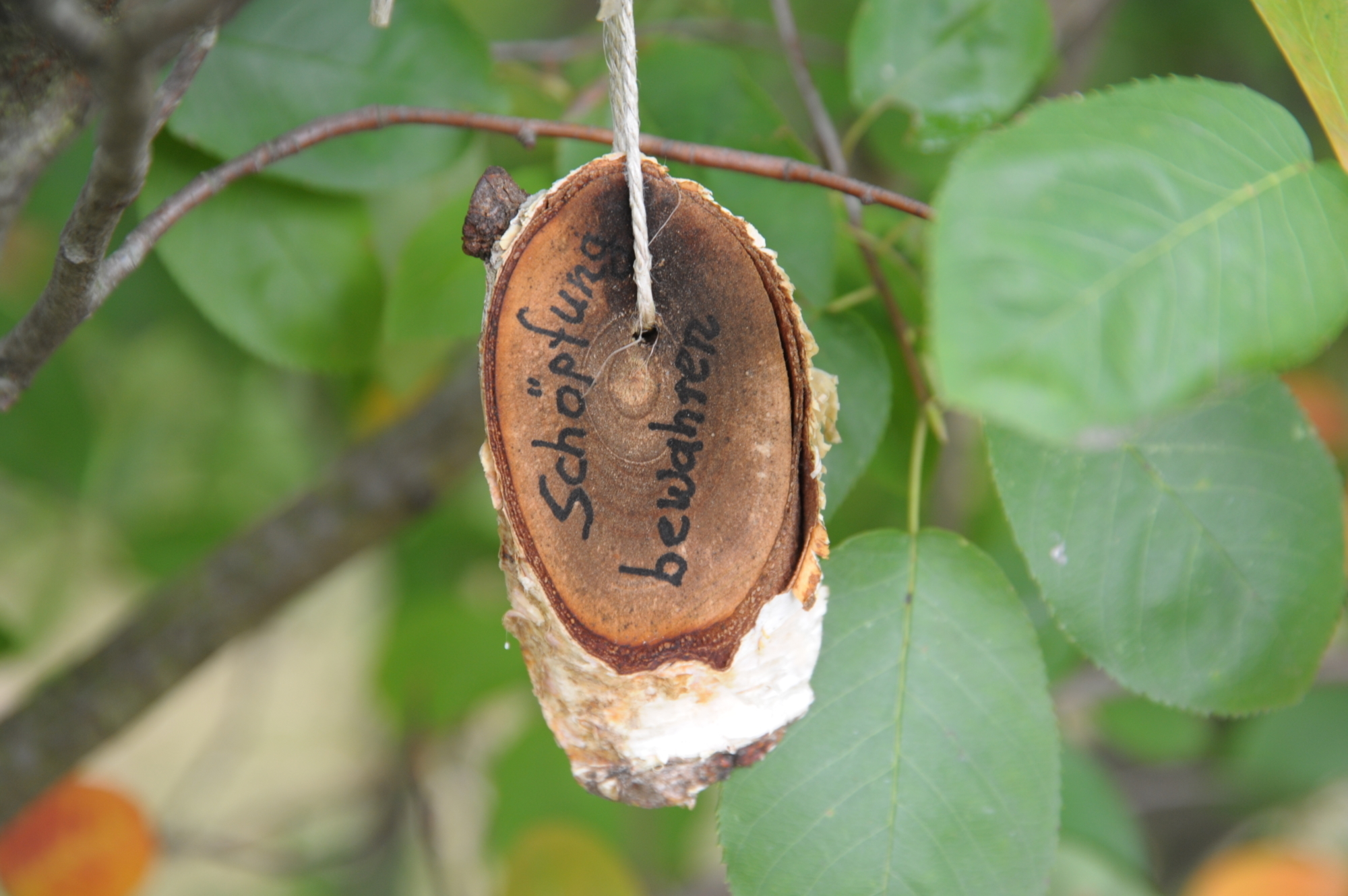 Eringer Wunschbaum