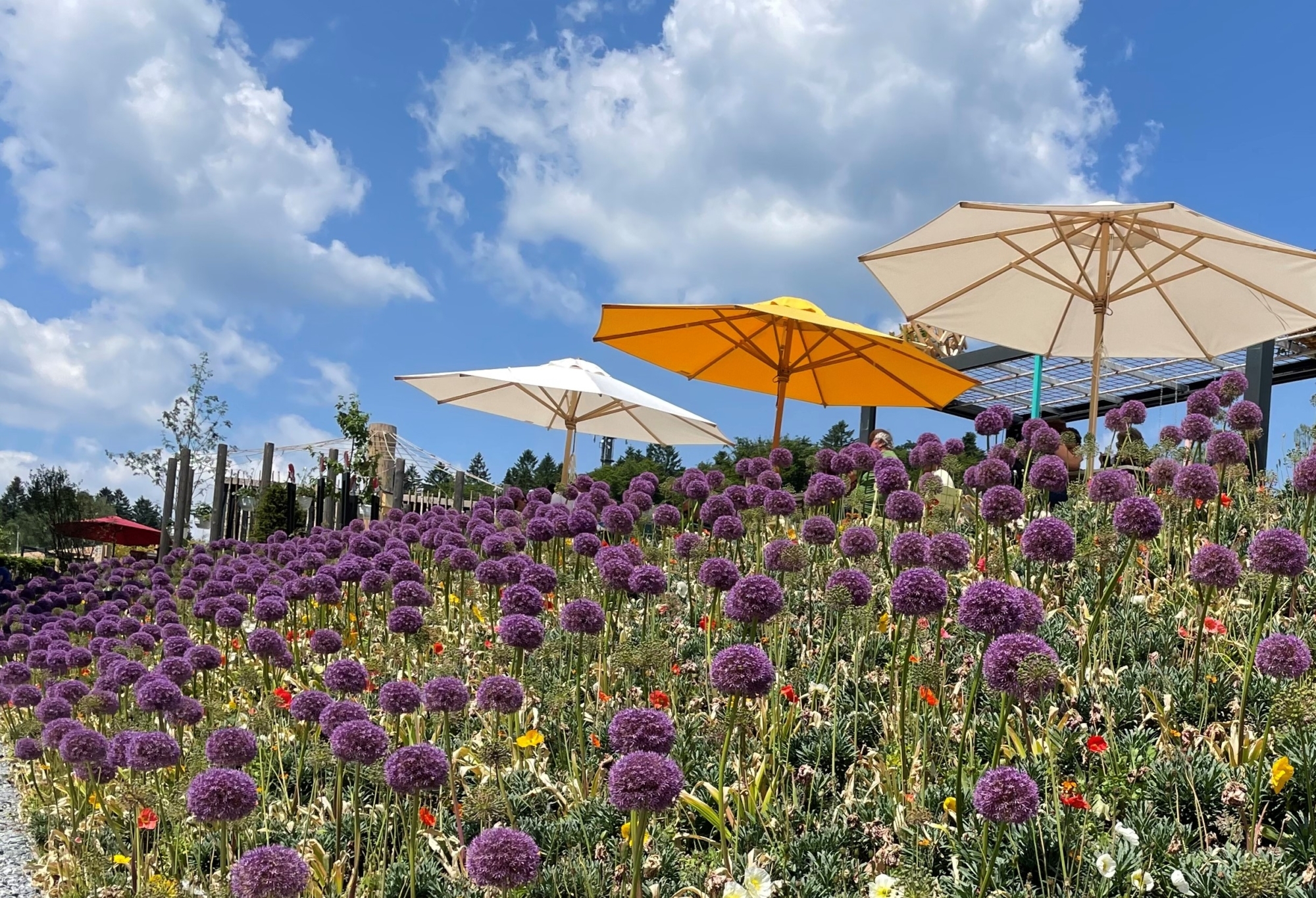 LGS Blumen 18 6