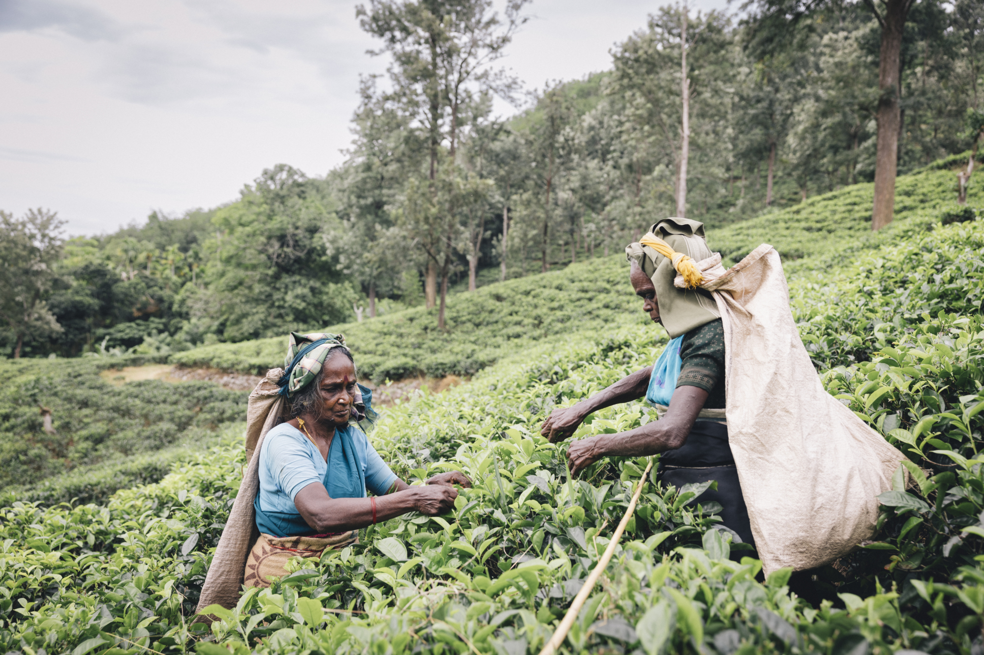 SEDEC Teeplantage  Sri Lanka