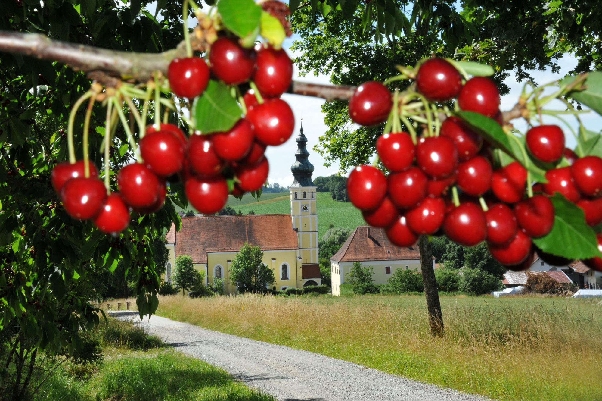 Sammarei