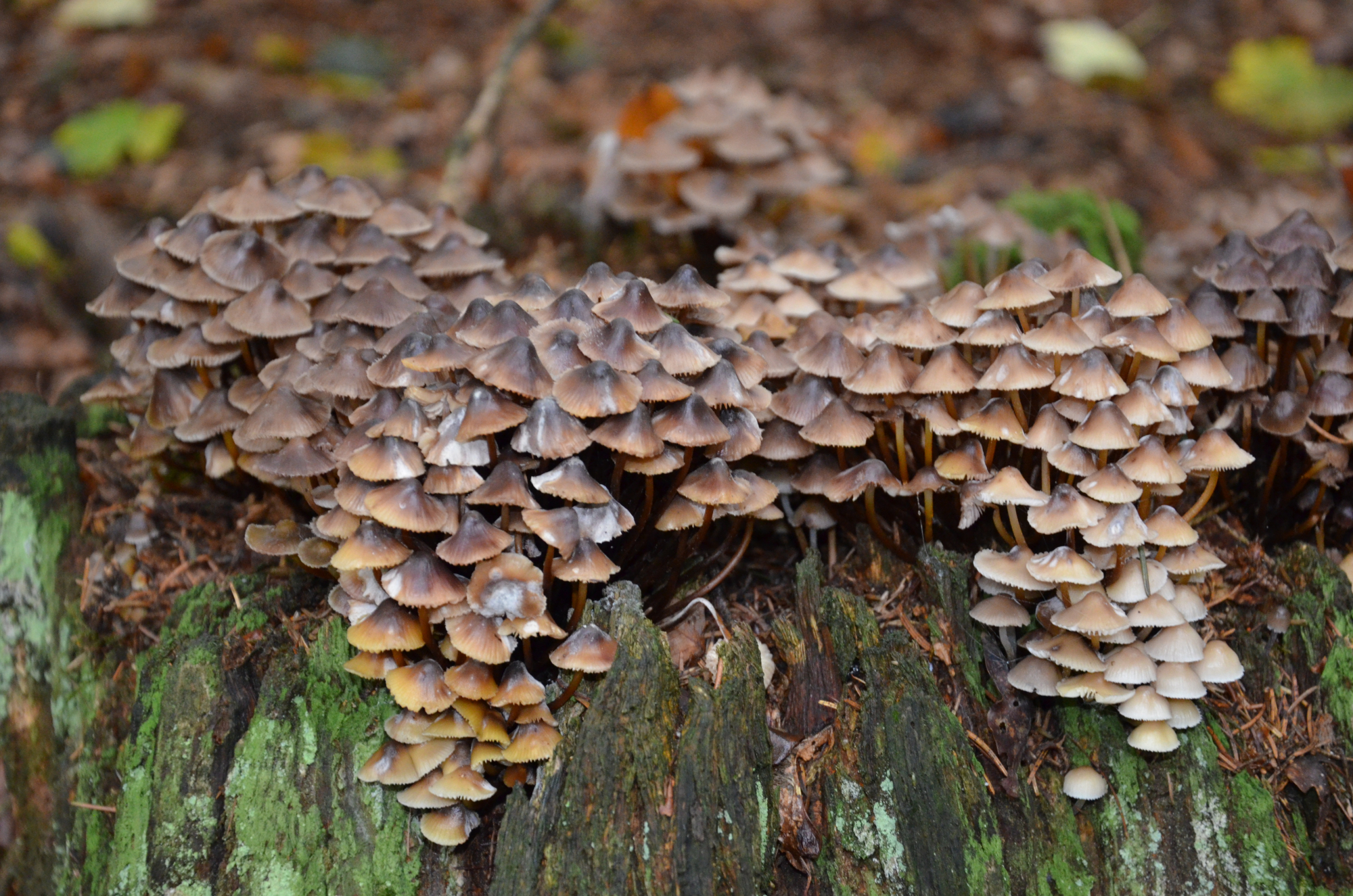 Bioholz pilze