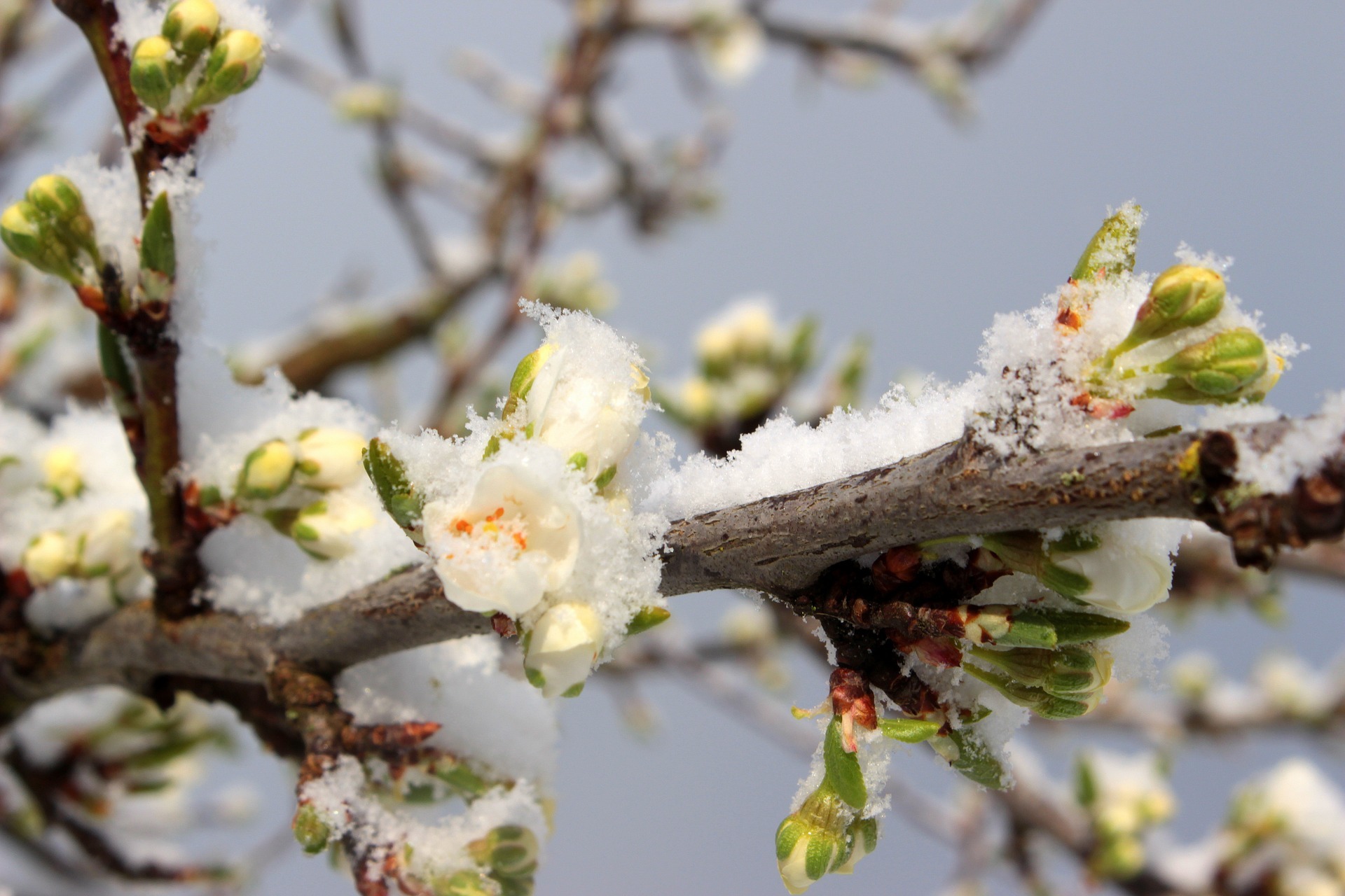 Blüten mit schnee Myriams Fotos Pixabay