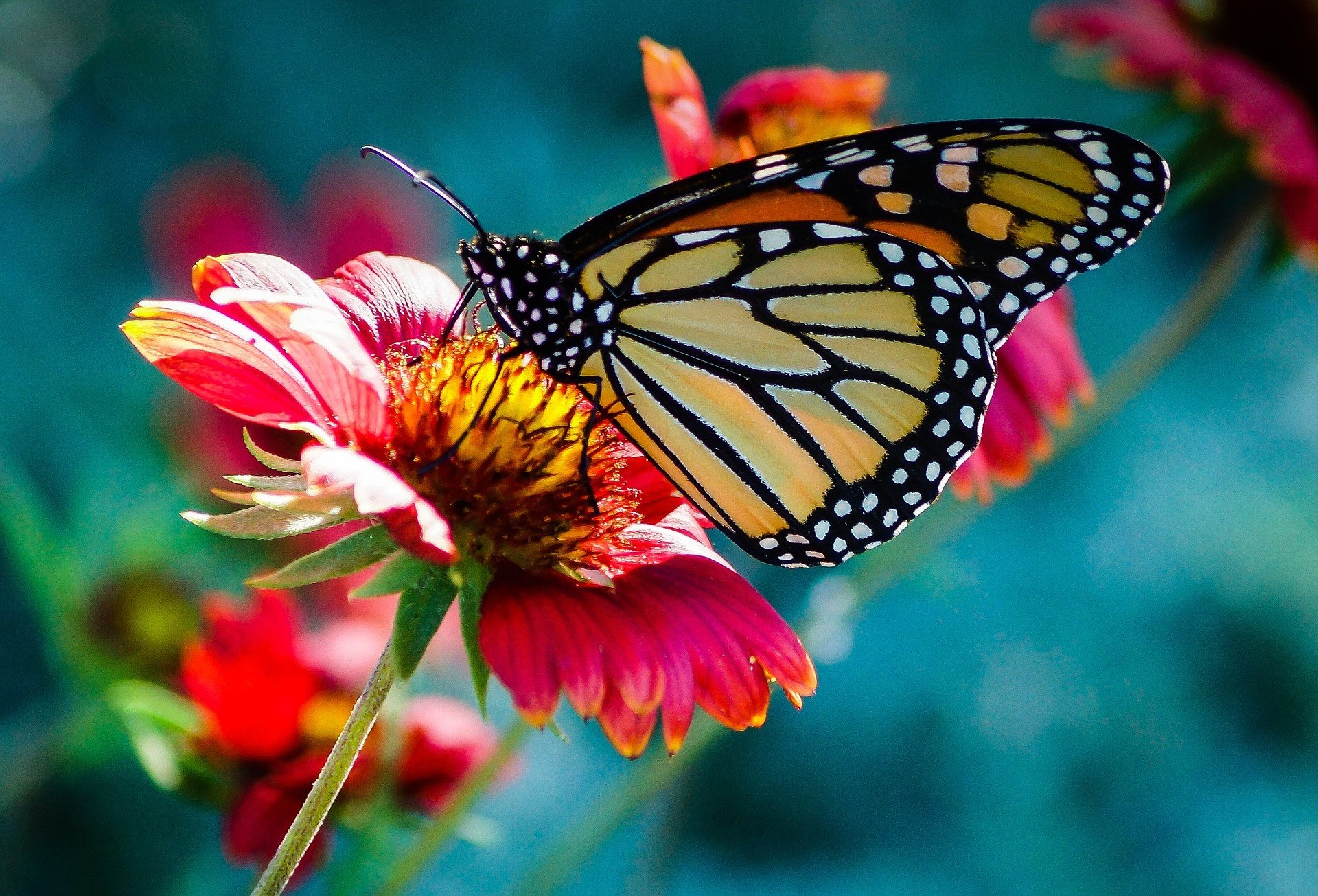 Butterfly 743531 1920 Elina Elena Pixabay