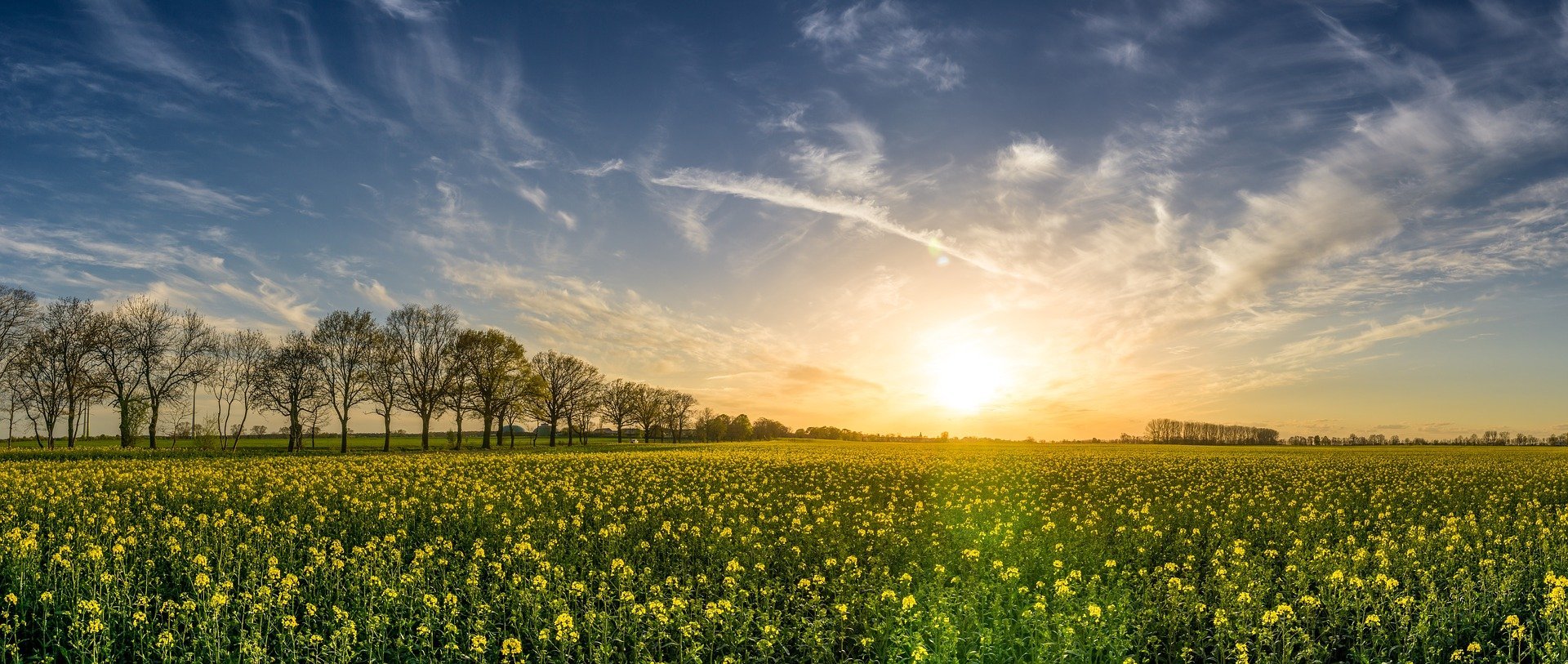 Oilseed rape 2135026 1920