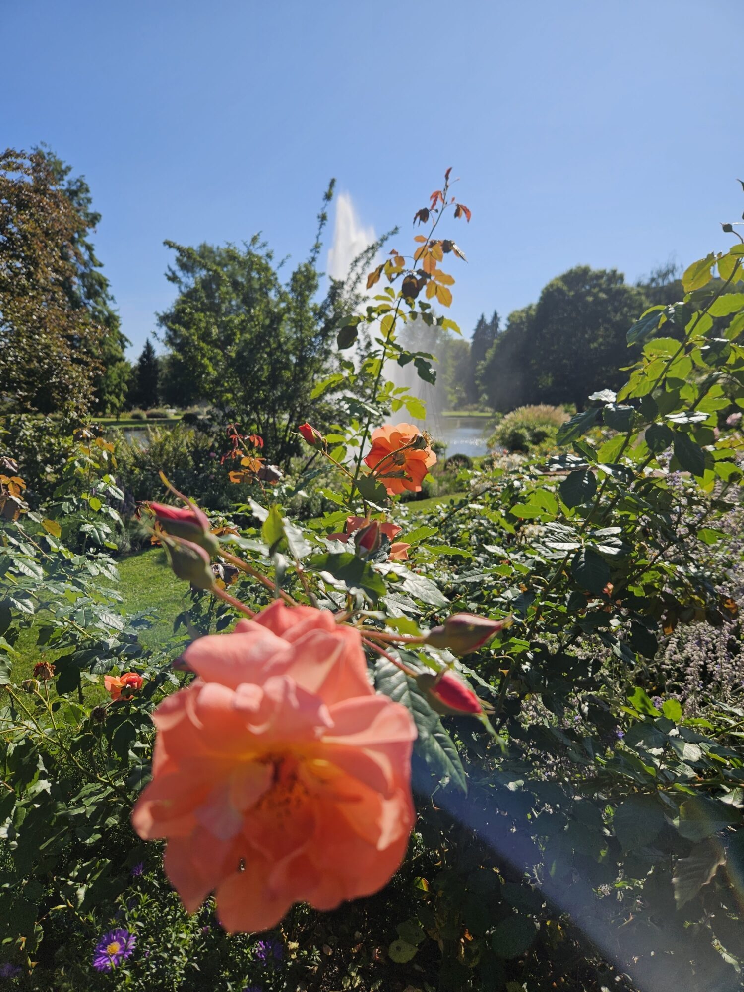 Rosengarten Zweibruecken II