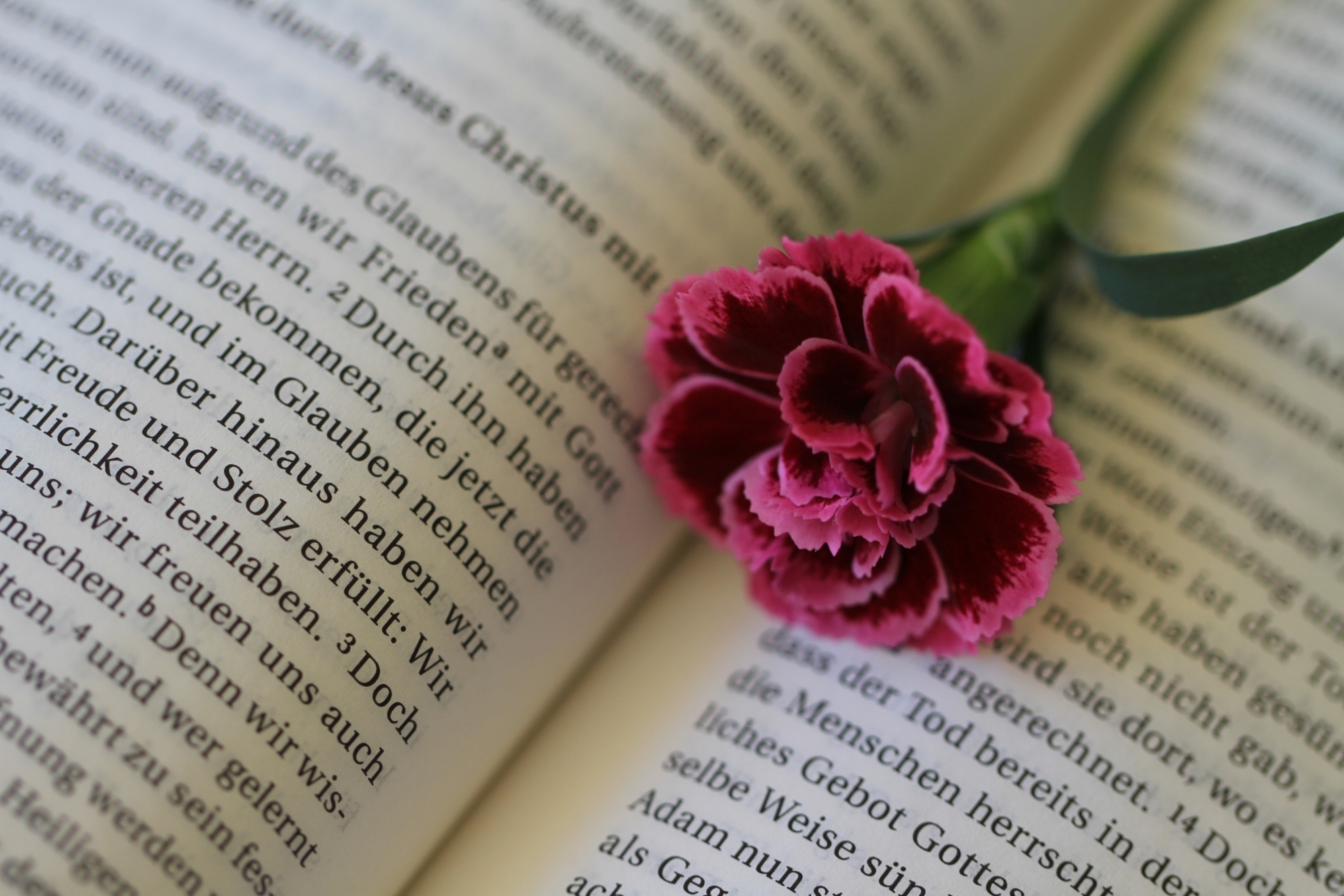 Blossom book read flower petal bloom 702205 pxhere com