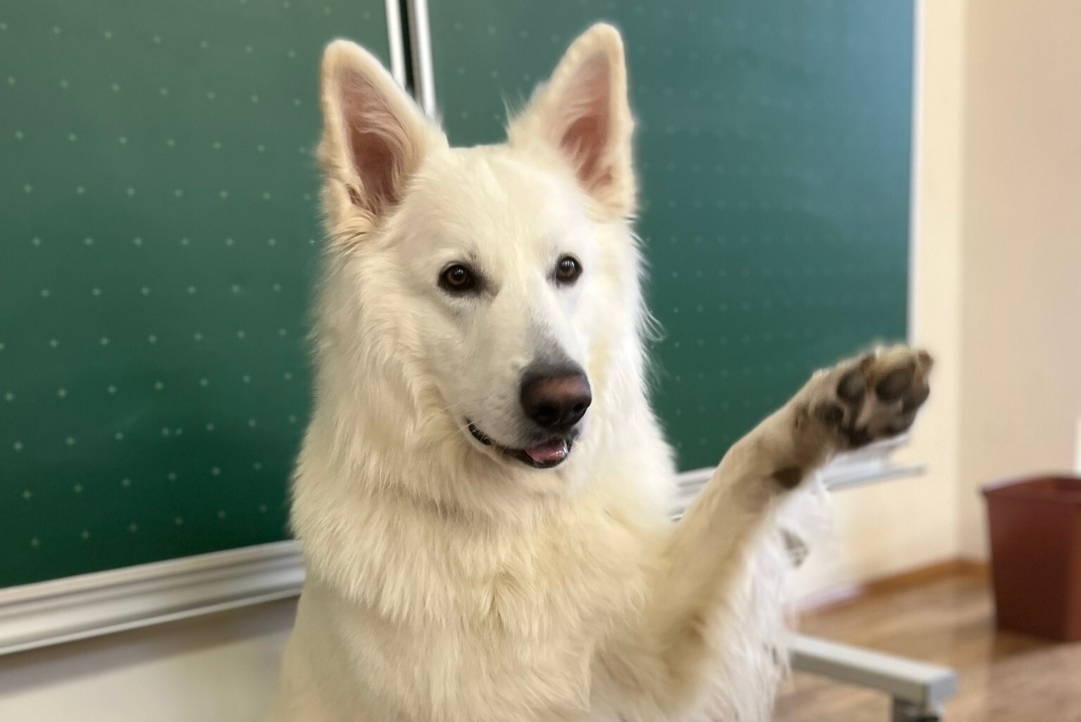 Dante Schulhund