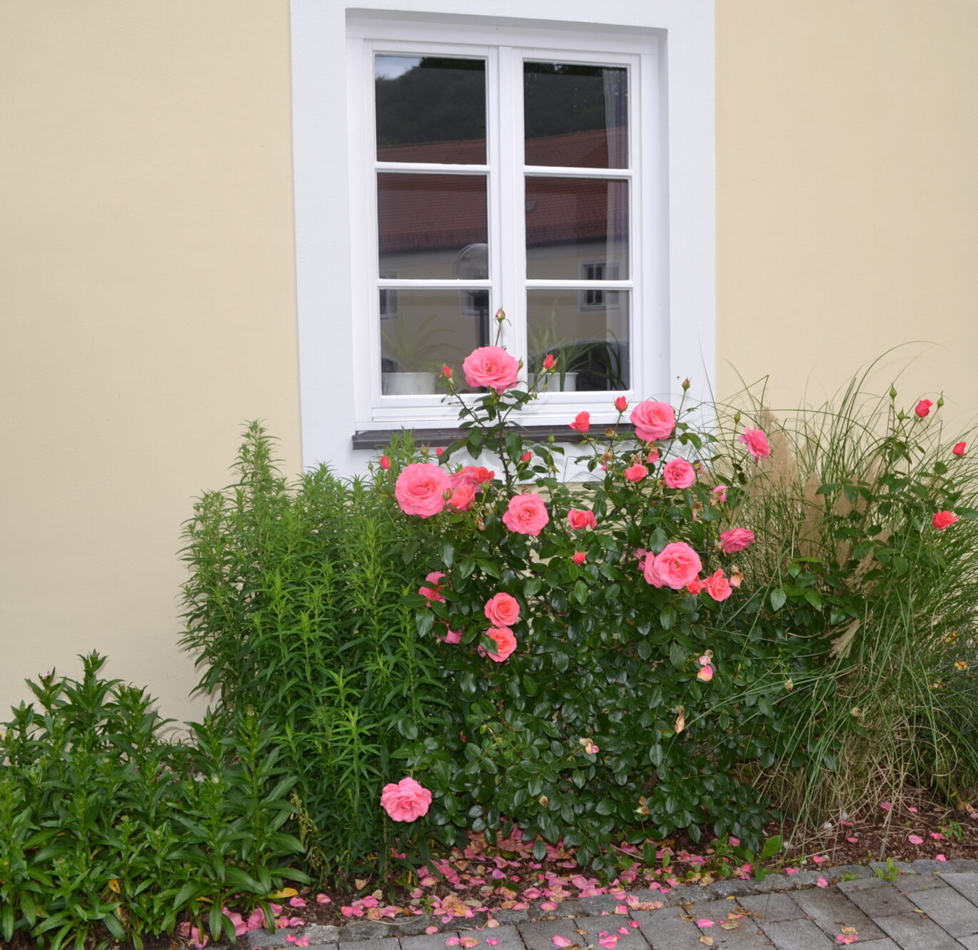 Rosen im Innenhof