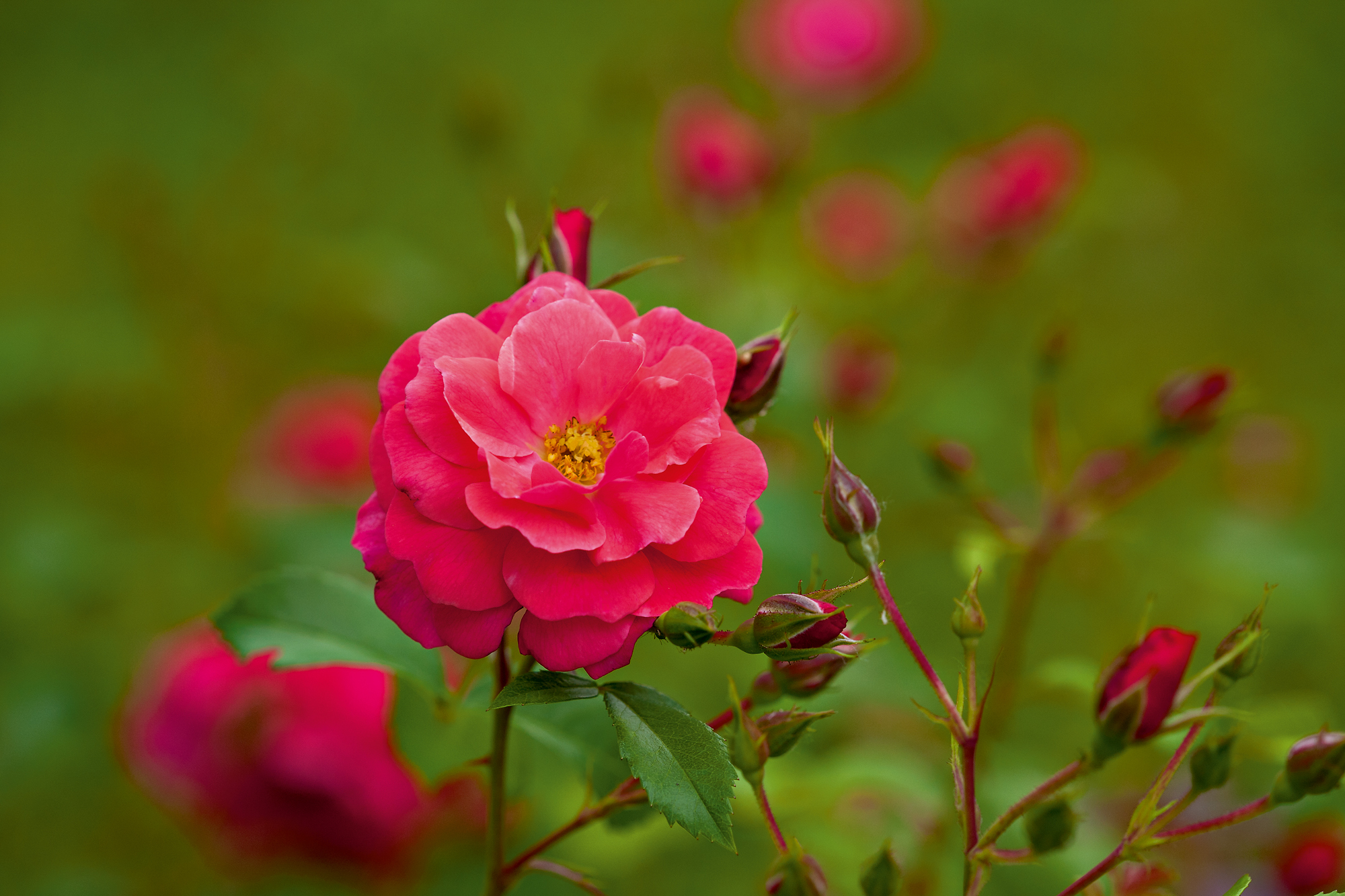 PV 2018 Birnbach Rose