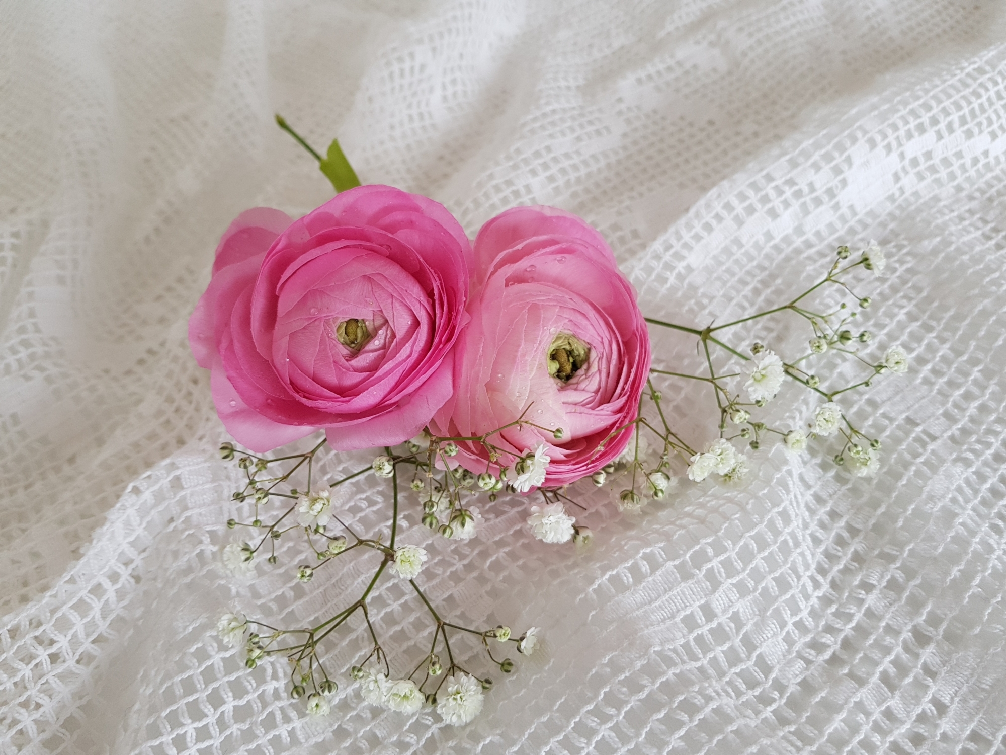 Two ranunculus 3228890 pixabay